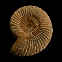 Fossil Perisphinctes Ammonite