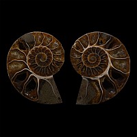 Cut and Polished Fossil Cleoniceras Ammonite