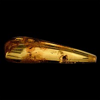 Polished Baltic Amber with Insects