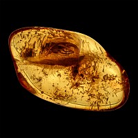 Polished Baltic Amber with Insect