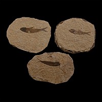 Fossil Knightia Alta Fish Group