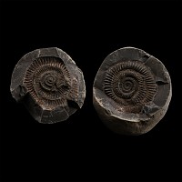 Large Fossil Dactylioceras Ammonite Nodule
