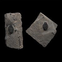 Fossil Elrathia Trilobite Pair