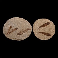Fossil Knightia Alta Fish Group