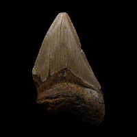 Fossil Megalodon Shark Tooth