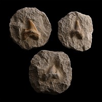 Fossil Otodus Obliquus Shark Tooth Group