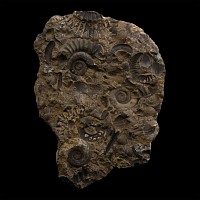 Fossil Grmmoceras and Cotteswoldia Ammonite Cluster