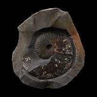 Fossil Pseudolioceras Ammonite
