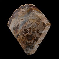 Polished Fossil Tree Trunk Section