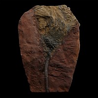 Mahoumacrinus Fossil Crinoid