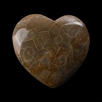 Polished Fossil Coral Head Heart