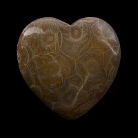 Polished Fossil Coral Head Heart