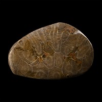 Polished Fossil Coral Head Specimen