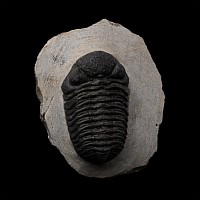 Fossil Phacops Trilobite on Matrix