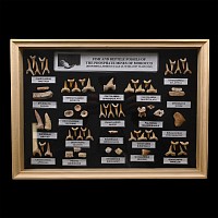 Fossil Shark Tooth Display Case
