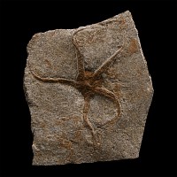 Fossil Brittle Star on Matrix