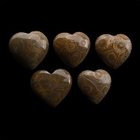Polished Fossil Coral Head Heart Group