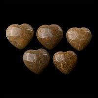 Polished Fossil Coral Head Heart Group