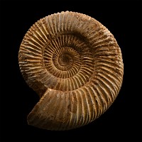 Large Fossil Perisphinctes Ammonite