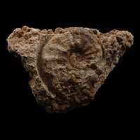 Fossil Bivalve Display