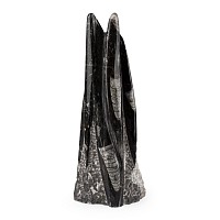 Polished Fossil Orthoceras Column