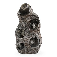 Polished Fossil Goniatite Display