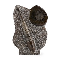 Polished Fossil Orthoceras and Goniatite Display