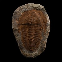Large Fossil Cambropallas Trilobite