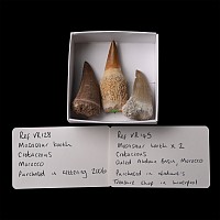 Fossil Mosasaur 'Marine Dinosaur' Tooth Group