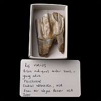 Fossil Bison Molar Tooth