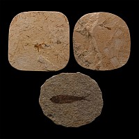 Fossil Fish and Insects on Matrix Group
