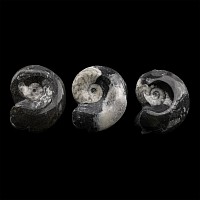 Polished Fossil Goniatite Group