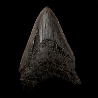 Fossil Megalodon Giant Shark Tooth