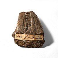 Bifacial Partial Fossil Ichthyosaur Jaw
