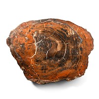 Large Madagascan Natural Unpolished Fossil Tree Trunk Slice