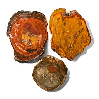 Three [3] Madagascan Cut and Polished Fossil Tree Sections