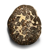 Extremely Large Cut and Polished 'Septarian Egg' Half