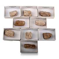 Collection of Nine [9] Boxed Madagascan Fossil Wood Display Pieces