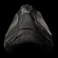 Worked Fossilised Megalodon Tooth
