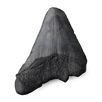 Fossil Megalodon Tooth