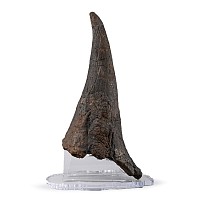 Adult Triceratops Dinosaur Fossilised Brow Horn