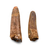 Fossil Spinosaurus and African 'T-Rex' Dinosaur Tooth Group