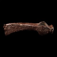 Viking Long-Cheeked Iron Axehead