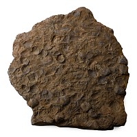 Large Slab with Fossil Shells