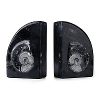 Polished Fossil Book End Pair