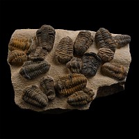 Fossil Flexicalymene Trilobite Group