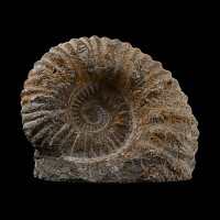 Large Fossil Agadir Ammonite with Cut Base
