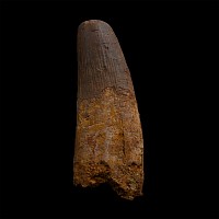 Very Large Spinosaurus Dinosaur Fossil Tooth