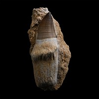 Large Mosasaur 'Marine Dinosaur' Fossil Tooth with Natural Root