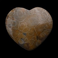Large Polished Fossil Coral Head Heart